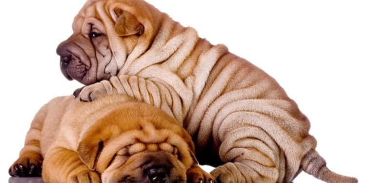 Chinese Shar Pei Dog