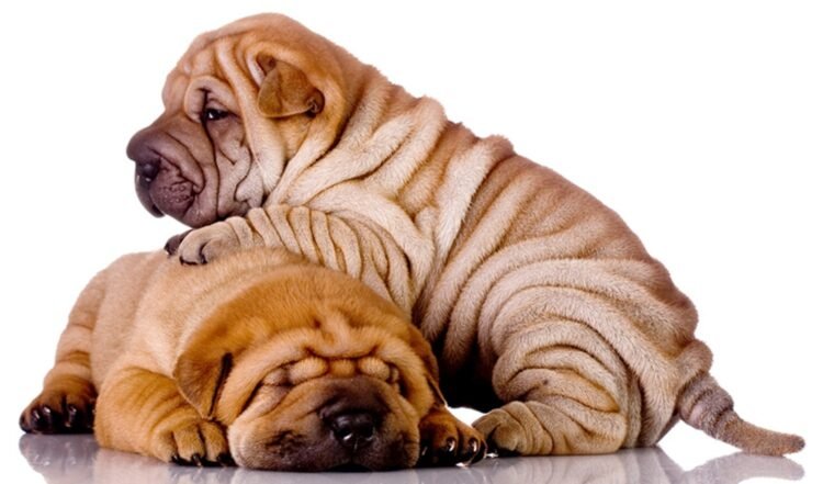 Chinese Shar Pei Dog