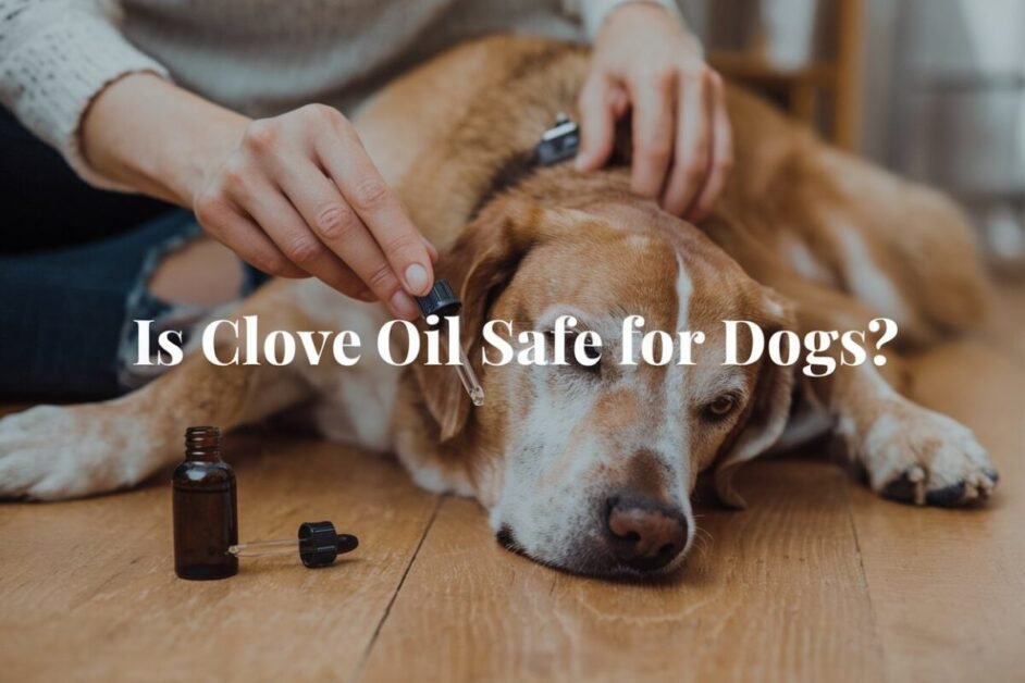 applying clove oil on dogs