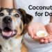 coconut oil for dogs