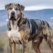 Understanding the Mountain Cur Breed’s Traits