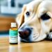 dog immune system supplements