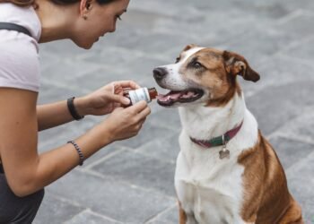 Turkey tail mushroom supplements for dogs