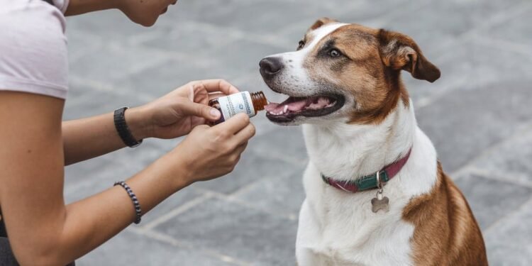 Turkey tail mushroom supplements for dogs