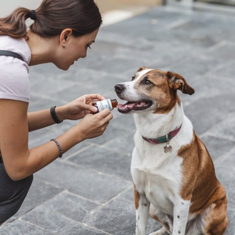 Turkey tail mushroom supplements for dogs