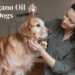 oregano oil for dogs