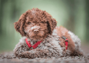 Lagotto Romagnolo Dog Breed