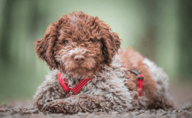 Lagotto Romagnolo Dog Breed