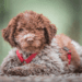 Lagotto Romagnolo Dog Breed