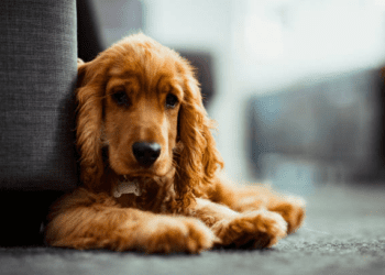 English Cocker spaniel Dogs