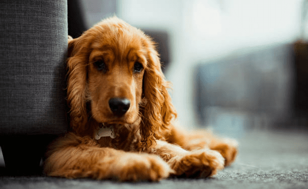 English Cocker spaniel Dogs