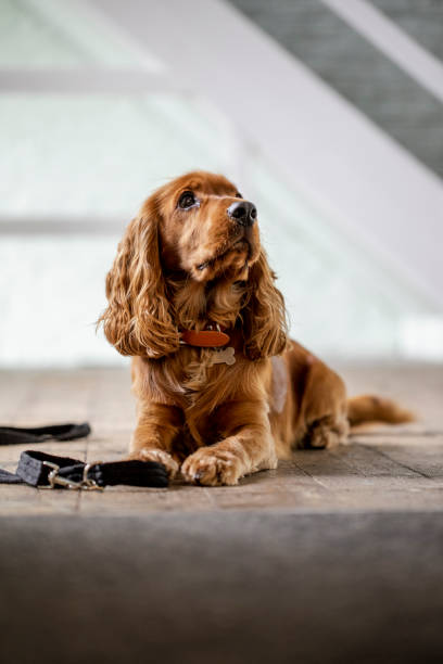 English Cocker Spaniel's Popularity and Recognition