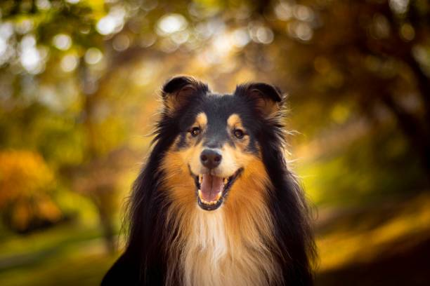 Shetland Sheepdog Exercise and Activity Recommendations