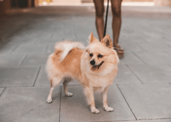 german spitz dog
