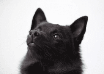 Enigmatic Schipperke Dog Care, Enigmatic Schipperke Dog Care Personality, Bombay Dog Health, Enigmatic Schipperke Dog Care History, Enigmatic Schipperke Dog Care Diet, Enigmatic Schipperke Dog Care Training, Enigmatic Schipperke Dog Care Behavior, Enigmatic Schipperke Dog Care Breeding, Enigmatic Schipperke Dog Care Adoption, Enigmatic Schipperke Dog Care Lifespan, Enigmatic Schipperke Dog Care Colors, Enigmatic Schipperke Dog Care Genetics, Enigmatic Schipperke Dog Care Characteristics, Enigmatic Schipperke Dog Care Eye Color, Enigmatic Schipperke Dog Care Grooming, Enigmatic Schipperke Dog Care Exercise Needs, Enigmatic Schipperke Dog Care Social Traits, Enigmatic Schipperke Dog Care Vocalization, Enigmatic Schipperke Dog Care Playfulness, Enigmatic Schipperke Dog Care Affection Level.