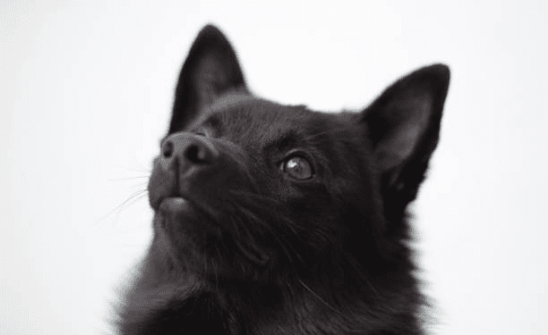 Enigmatic Schipperke Dog Care, Enigmatic Schipperke Dog Care Personality, Bombay Dog Health, Enigmatic Schipperke Dog Care History, Enigmatic Schipperke Dog Care Diet, Enigmatic Schipperke Dog Care Training, Enigmatic Schipperke Dog Care Behavior, Enigmatic Schipperke Dog Care Breeding, Enigmatic Schipperke Dog Care Adoption, Enigmatic Schipperke Dog Care Lifespan, Enigmatic Schipperke Dog Care Colors, Enigmatic Schipperke Dog Care Genetics, Enigmatic Schipperke Dog Care Characteristics, Enigmatic Schipperke Dog Care Eye Color, Enigmatic Schipperke Dog Care Grooming, Enigmatic Schipperke Dog Care Exercise Needs, Enigmatic Schipperke Dog Care Social Traits, Enigmatic Schipperke Dog Care Vocalization, Enigmatic Schipperke Dog Care Playfulness, Enigmatic Schipperke Dog Care Affection Level.