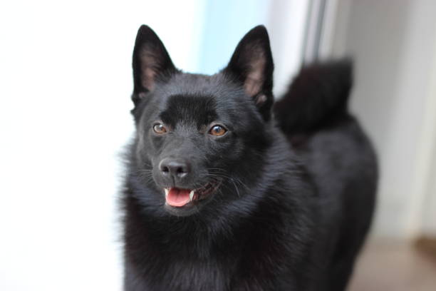 Schipperke Health Considerations and Care