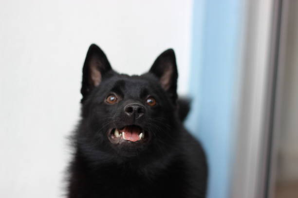 Grooming and Coat Care for Schipperkes