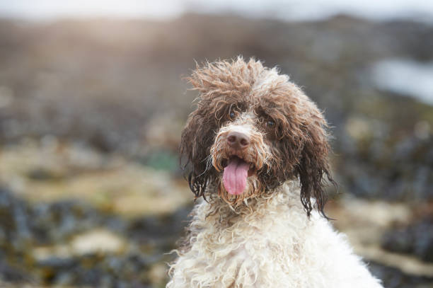 Choosing and Adopting a Lagotto Romagnolo Dog Breed