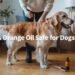 is orange oil safe for dogs