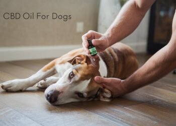 CBD Oil for Dogs