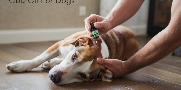 CBD Oil for Dogs