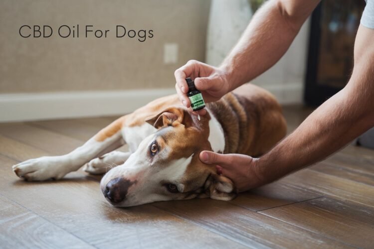 CBD Oil for Dogs