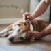 CBD Oil for Dogs