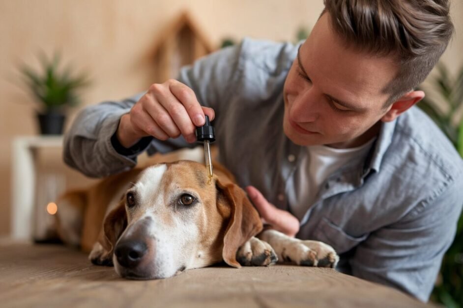 Applying CBD Oil to Dogs