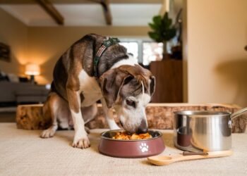 everroot dog supplements