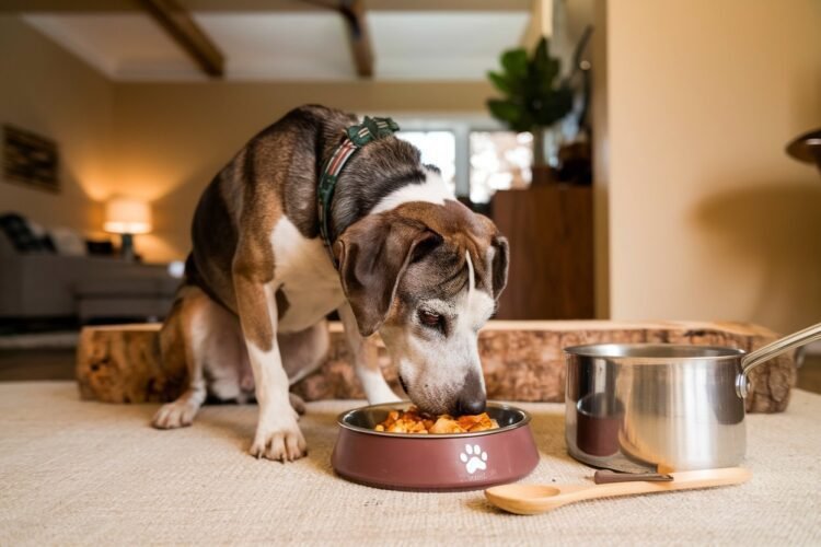 everroot dog supplements