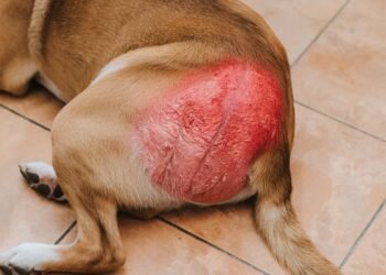 yeast infection in dogs