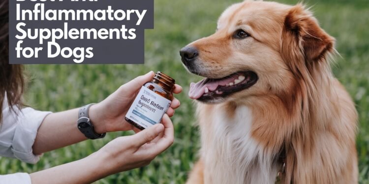 Best Anti Inflammatory Supplements for Dogs