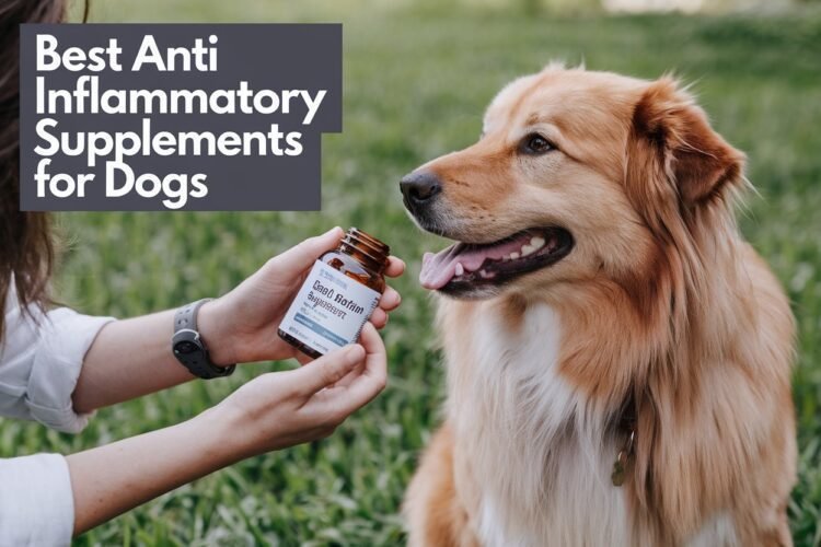 Best Anti Inflammatory Supplements for Dogs