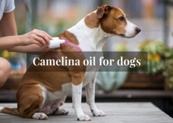 Camelina oil for dogs