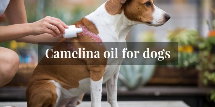 Camelina oil for dogs