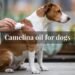 Camelina oil for dogs