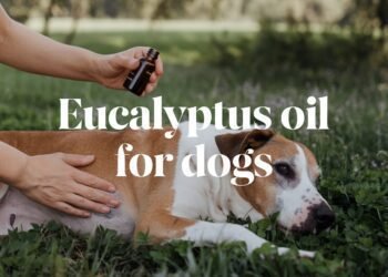 Eucalyptus oil for dogs