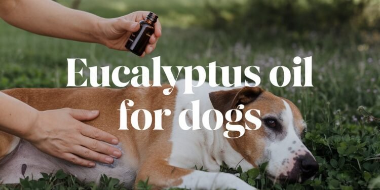 Eucalyptus oil for dogs