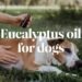 Eucalyptus oil for dogs