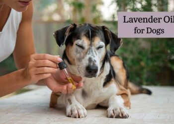 Lavender oil for dogs