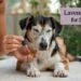 Lavender oil for dogs