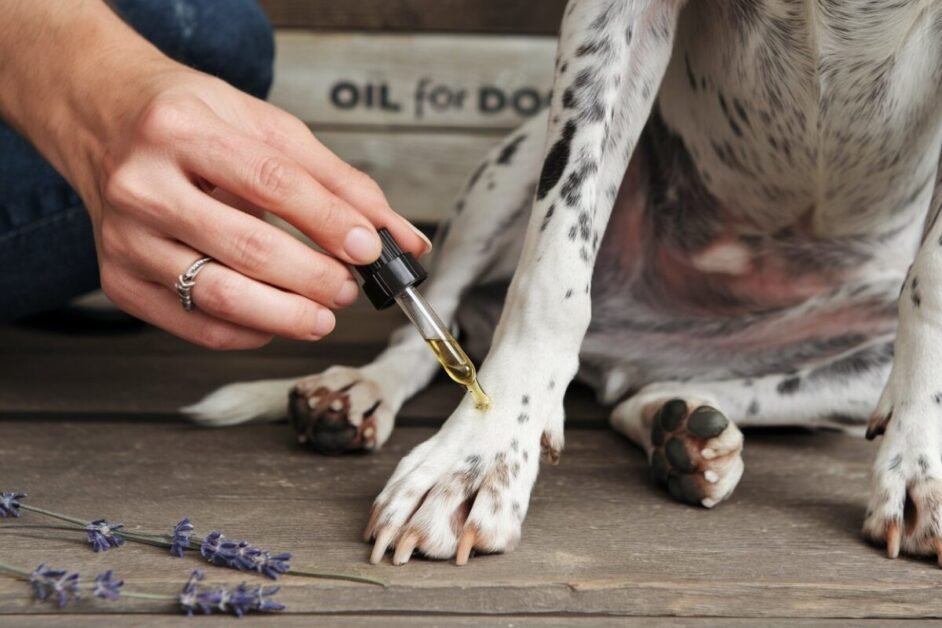 Lavender oil for dogs