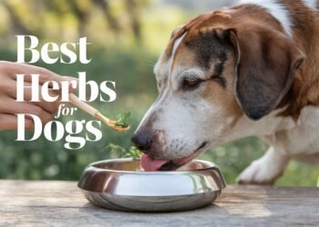 best herbs for dogs