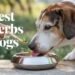 best herbs for dogs