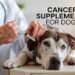Cancer Supplements for Dogs: Support Your Pet’s Health