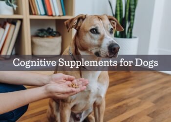 cognitive supplement for dogs