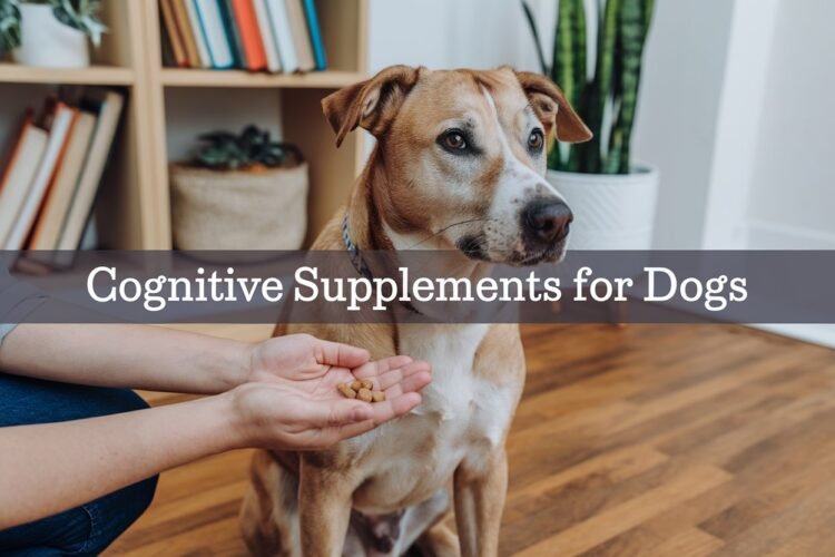 cognitive supplement for dogs