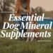 essential dog mineral supplements