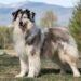 kangal shepherd dog breed